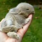 Animal world~Cute baby Bunny I प्यारा खरगोश बच्चा