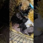 Baby Bunnies licking their lips after being fed ❤️🥕