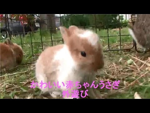 うさぎ 赤ちゃん Archives Rabbit Videos