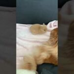 Baby Bunny Netherland Dwarf VS Pomeranian Puppy | Cute Interaction!!!