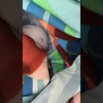 1 Minute of baby bunny sleeping