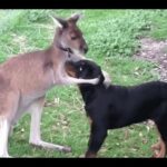 Cute Baby Animals Kangaroo Goat Sloth Weasel Goose Parrot Videos Compilation