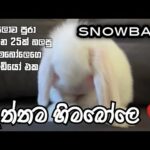 Cute bunny ( real snowball )