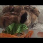 Cutest Baby Animals Rabbit Videos ❤️❤️