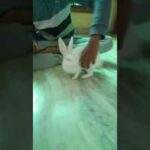 Rabbit Cute Video (BABY)