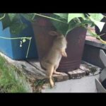 Baby Rabbit Eating Pea Vines