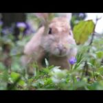 Looking at cute rabbit in the forest - Close-up