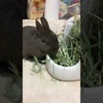 Cute rabbit eating | かわいいうさぎの赤ちゃん ちょこのご飯タイム #6 【ちょこ🐰】