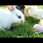 Funny Pets video | 2020 Pets funny video cute 🐇Rabbit with other birds