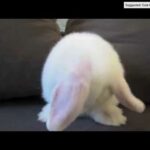 Cute bunny washes her face