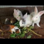 Cute Baby Rabbit Eating, Funny and Cute Baby Bunny Rabbit Videos, Baby Animal Video Compilation 2020