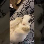 Funny and Cute Baby Bunny Rabbit Videos 🐇 Baby Animal Video Compilation 2020