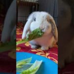 Cute Bunny Having a Snack