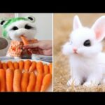 Funny and Cute Baby Bunny Rabbit Videos - Baby Animal Video Compilation #11 (2021)