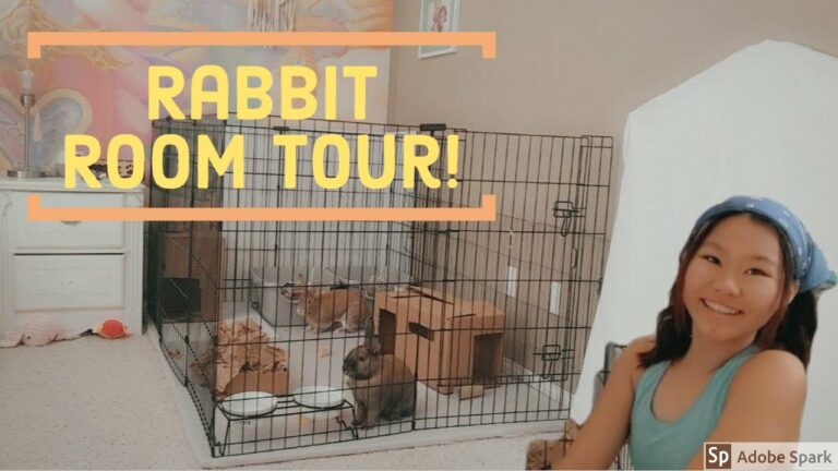 rabbit tour uk