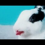 |rabbit liking | ||cute  rabbit  toung|| #rabbit_trending #my_binni #my_rabbit #my_cute_binni