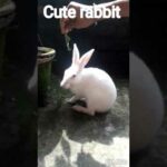 Cute rabbit #short