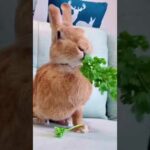 Amazing Video, Cute Rabbit Baby Bunny Eating So Fast