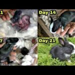 The Cutest Baby Bunny Rabbit Growing Up_1to16 Days@AH TV