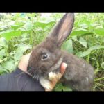 Cute Baby Rabbits Playing,Feeding Activities | Bunny Rabbit (Baby Rabbits)