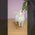 Cute bunny rabbit #shorts #youtubeshorts