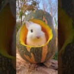 cute baby rabbit videos | funny and cute bunny videos #shorts #funny #viral #cute #video