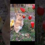 Cute rabbit eating strawberry