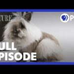 Television Special on Rabbits & Hares