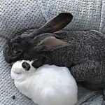 Salt and Pepper Loaves