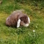 Senior rabbit cleaning attempt