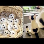 Cute baby animals Videos Compilation cute moment of the animals #6 Cutest Animals 2023