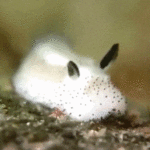 This is a sea bunny and I want one