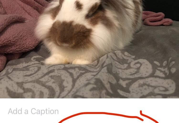 iPhone’s animal identification leaves a bit to be desired