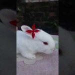 #Shorts#Bunny#Rabbit#khorgosh#cute#baby