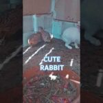 cute white rabbit #shortvideo #beautifullvoice #trending #white #rabbit #cute #rabbit #you tube