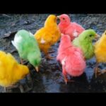 world cute Chickens,Colorful chickens,Rainbows Chickens,Cute Ducks,Cat,Rabbits,Cute Animals