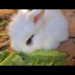 Cute baby rabbits eating vegetables first time