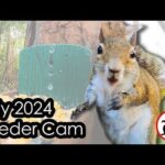 Feeder Cam July 2024