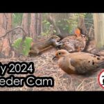 Feeder Cam July 2024