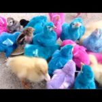 Catch Cute Chickens,Colorful Chickens,Rabbits,Cats,Swans,Ducks,Betta Fish,Turtle,Cute Animals p 610