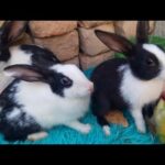 Cute Rabbits //2024 funny rabbit videos