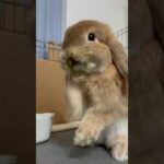 Cute Bunny does the Boxing Move | Clapping Her Paws