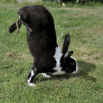 false standing bunny