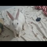 Cute rabbit Bhulu loves to do binky in the bed #cute #bunny #rabbit #loving #happy #binky #pets#love