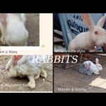 The Abundant Bunny's Life (Minchu)| #Rabbits