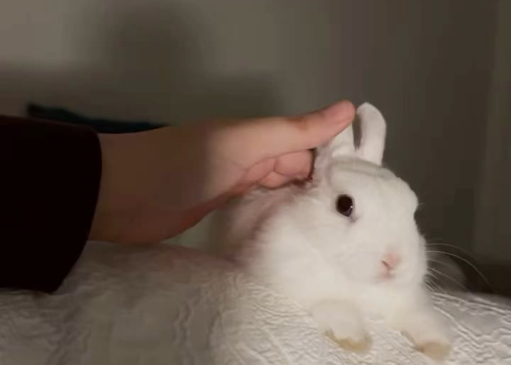 My bunny loves relaxing on my hip on top of the bed sheet.