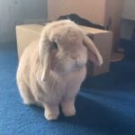 He is exploring his newly cleaned area | Cute Rabbits Cute Bunny Funny Video Compilation #Shorts