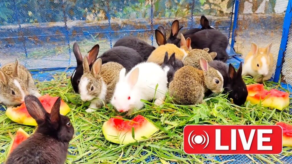 Special Live From DoDo HosS – The Cutest Baby Rabbits Eating Watermelon