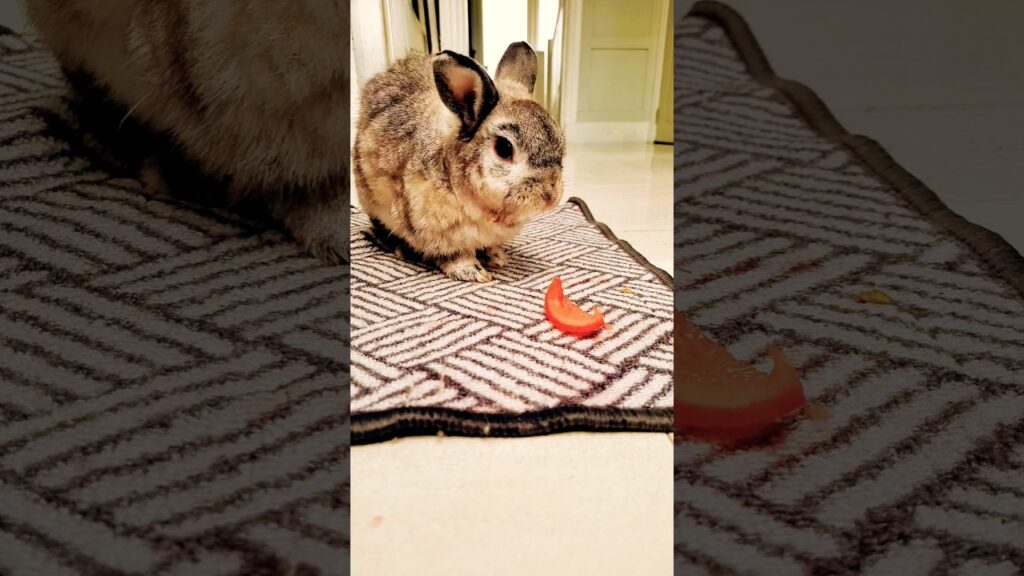 Cute bunny#rabbit #pets #bunny #cute