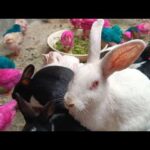 Baby rabbits growing too fast! OMG | Cute Bunny eating with their Mother and Baby Chicken 790